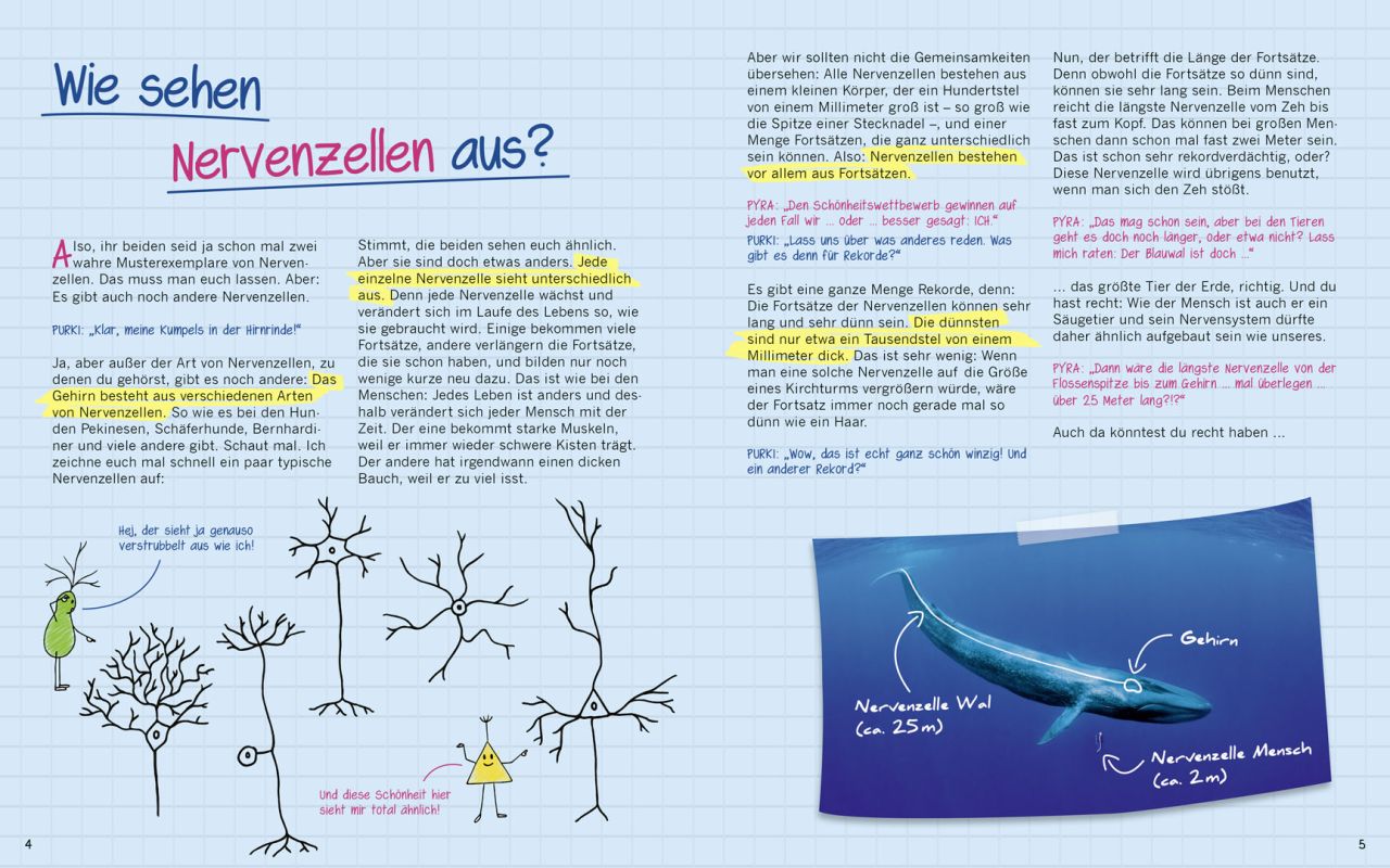 Bild | Nervenzellen Für Kinder | DasGehirn.info - Der Kosmos Im Kopf